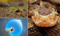 Revealed: A sneak peek at some of the winners of the Wildlife Photographer of the Year