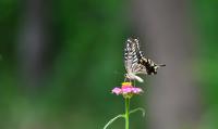 Butterflies Reveal What A “Healthy” Forest May Be Hiding