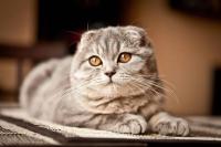 35 things you probably didn’t know about cats