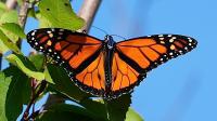 How eyelash glue is helping track monarch butterflies to Mexico