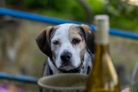 Opinion: Why we give our cats, dogs and other pets social media accounts
