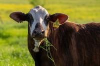 Texas A&M AgriLife lab renamed to reflect broader ranch, wildlife focus