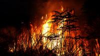 Death toll from Algeria wildfire rises to 12