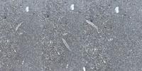Mysterious clear 'jumping sticks' spotted in waters along Florida's Space Coast baffle beachgoers