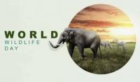 Are Sri Lanka’s wildlife laws enough to stop the destruction of medicinal plants?