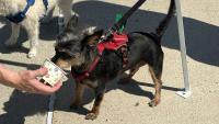 Turnpike officials make sure traveling pooches get some love in Kennebunk