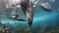 Scientists warn bird flu could devastate Australia's fragile sea lion colonies