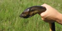 Something is lurking beneath the Everglades — and Florida’s frogs and salamanders are at risk