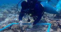 ReefSeed Program in the Maldives Raises Over 9 Million Coral Gametes in Year Two
