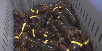 Canada’s tariff on American lobster has Maine industry officials concerned