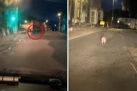 British driver's hilarious response after spotting Aussie animal