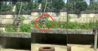 Brazilian Teen Mauled To Death By Lioness After Climbing Into Zoo Enclosure