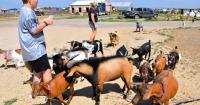 Grace is the key factor behind goat therapy business