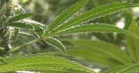 Too high to drive? NC examines marijuana DWI tests