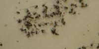 Illinois’ first human case of West Nile Virus in 2026 confirmed
