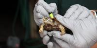 Kansas zoo cares for ornate box turtles rescued from illegal wildlife trade