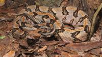 New York man caught with live rattlesnake in bucket