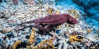 Italy unleashes 'octopus army' to battle devastating crab invasion