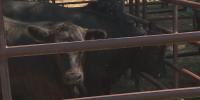 Midland, South Dakota rancher sweeps Pen of Three Show at Central States Fair