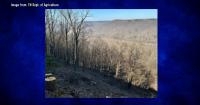 Nashville man indicted for cutting down park trees to improve home view