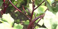 Don’t wait for cooler weather to start your fall garden