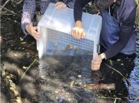 Seoul Grand Park releases 100 endangered frogs into southern wetlands