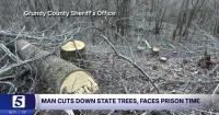 Nashville man cuts down state trees, faces prison time