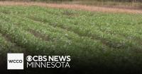 Minnesota researchers looking to protect soybeans from pests with fewer chemicals
