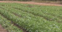 U of M researchers looking to protect soybeans from pests with fewer chemicals