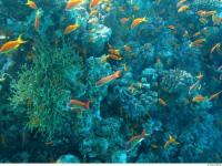 Canada Silent as Trump-Backed Deep-Sea Mining Threatens a ‘Vital Climate Buffer’