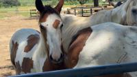 Rescues handle massive animal surrender after Lake County investigation
