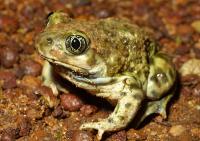 California Fish and Game Commission Finds Common Ground for Western Spadefoot Conservation, Clean-Energy Construction