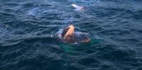 Videos capture humpback whales stopping to snack as they migrate along Australia’s coast