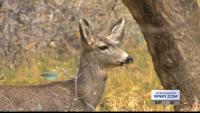 Kentucky Fish and Wildlife getting ready for hunting season in Kentucky