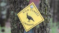 Racine County deputy faces felonies in accidental turkey hunt shooting