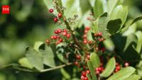 In 1940s Florida, a South American tree was planted as an ornamental; today, Brazilian pepper is one of the state's worst invasive plants