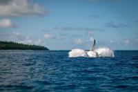 Questions remain after unlicensed whale-watching boat capsizes