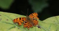 What changes in butterfly populations tell us about climate change in Ireland