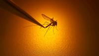 Greece among 12 European countries reporting West Nile virus cases as Netherlands records death