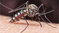 Mosquitoes suspected from Africa arrive in Germany, kill two workers