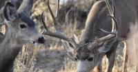Voters could adopt a right to hunt and fish, but opponents warn measure threatens wildlife