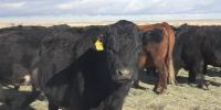 Kansas ranchers respond to Trump’s beef tariff pause