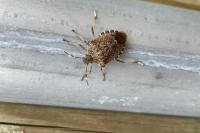It’s Bug Move-In Season in Michigan: Here’s What’s Crawling In