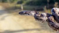 Video shows gray rat snake emerge from hood of Tennessee family's moving car