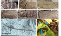 165-million-year-old katydids provide first evidence of ancient ultrasonic communication