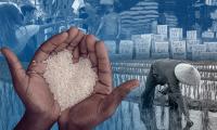 Global rice prices jump by 9.5 percent in September