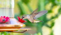 Alabama hummingbird migration is underway. What to know