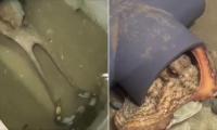 Italy is fighting an invasive species of crab - with tens of thousands of killer octopuses