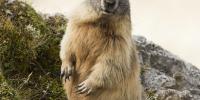 10 wildlife excursions to try in France