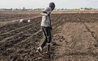 Along the bone-dry riverbanks of the Nile in Sudan, farmers struggle to pull water to their crops. Others gather to pray for rainfall over cracked earth.